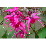 Горянка Epimedium Yubae